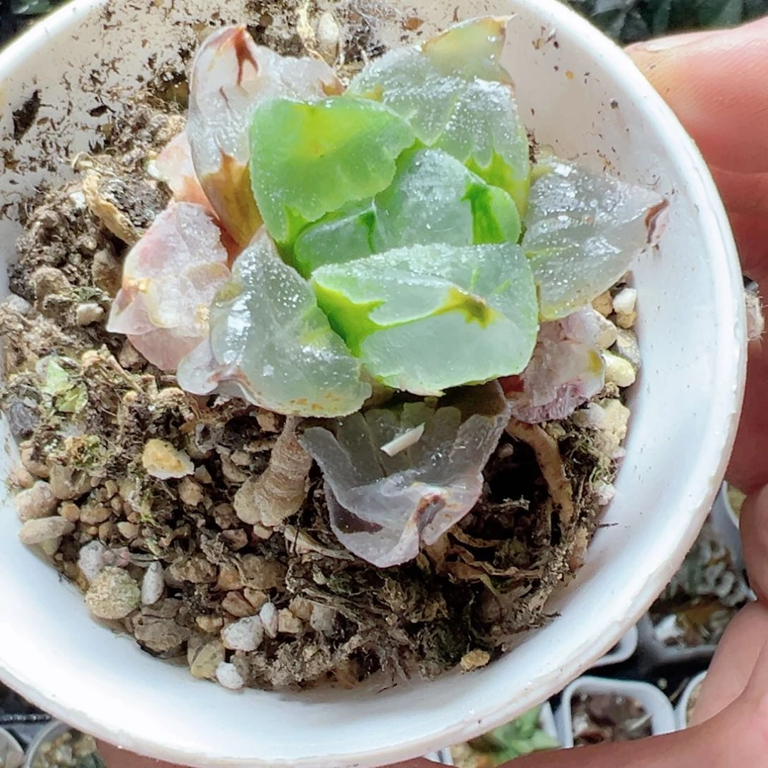 凡**狗1845多肉植物，