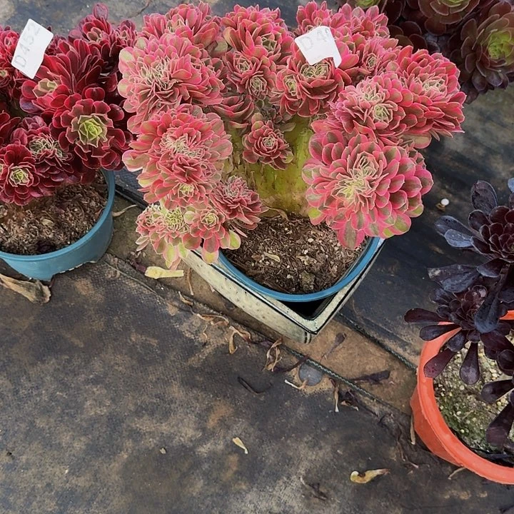 000000000000467女巫缀