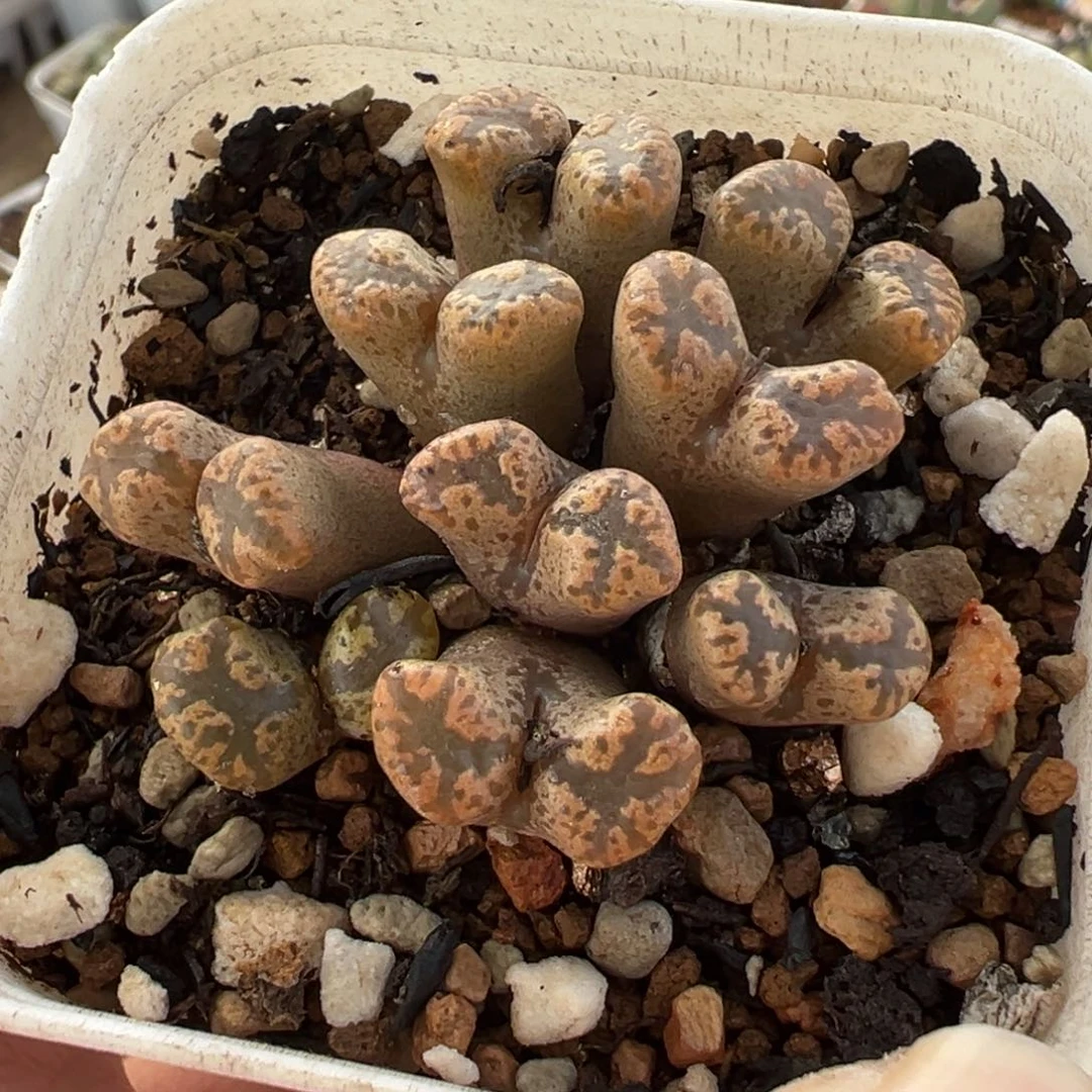 841多肉植物种类多样