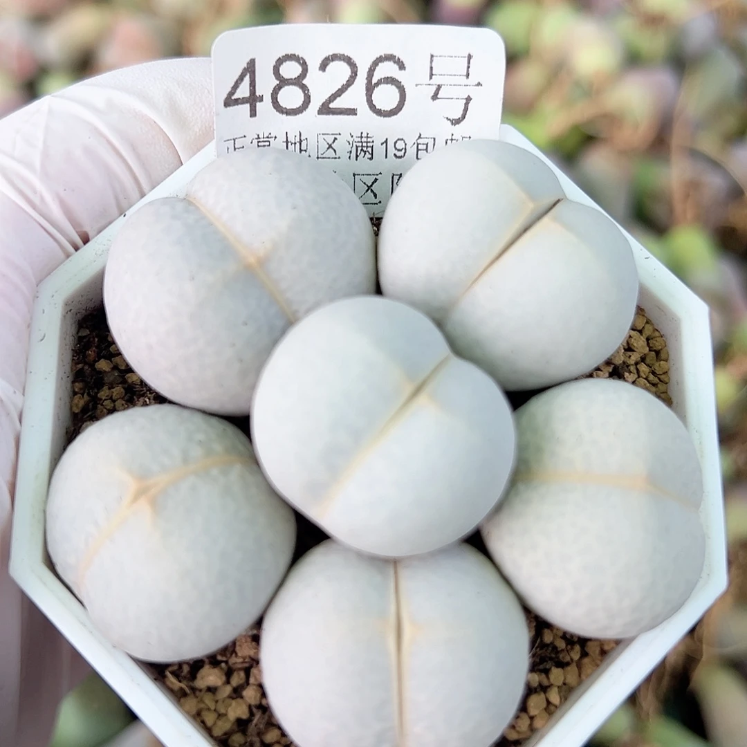4826 好养易活生石花大母本