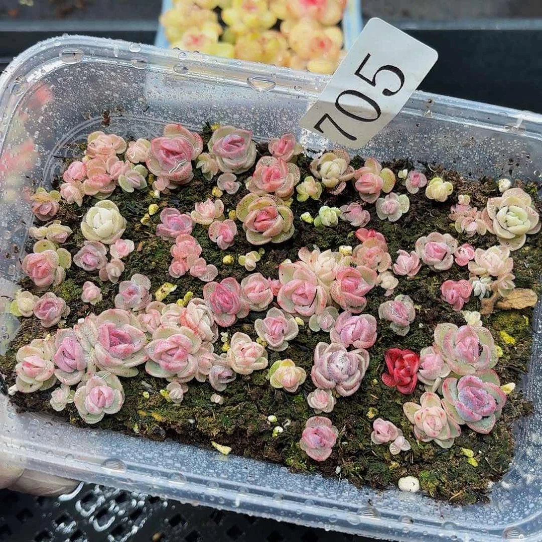 多肉植物多肉植物705