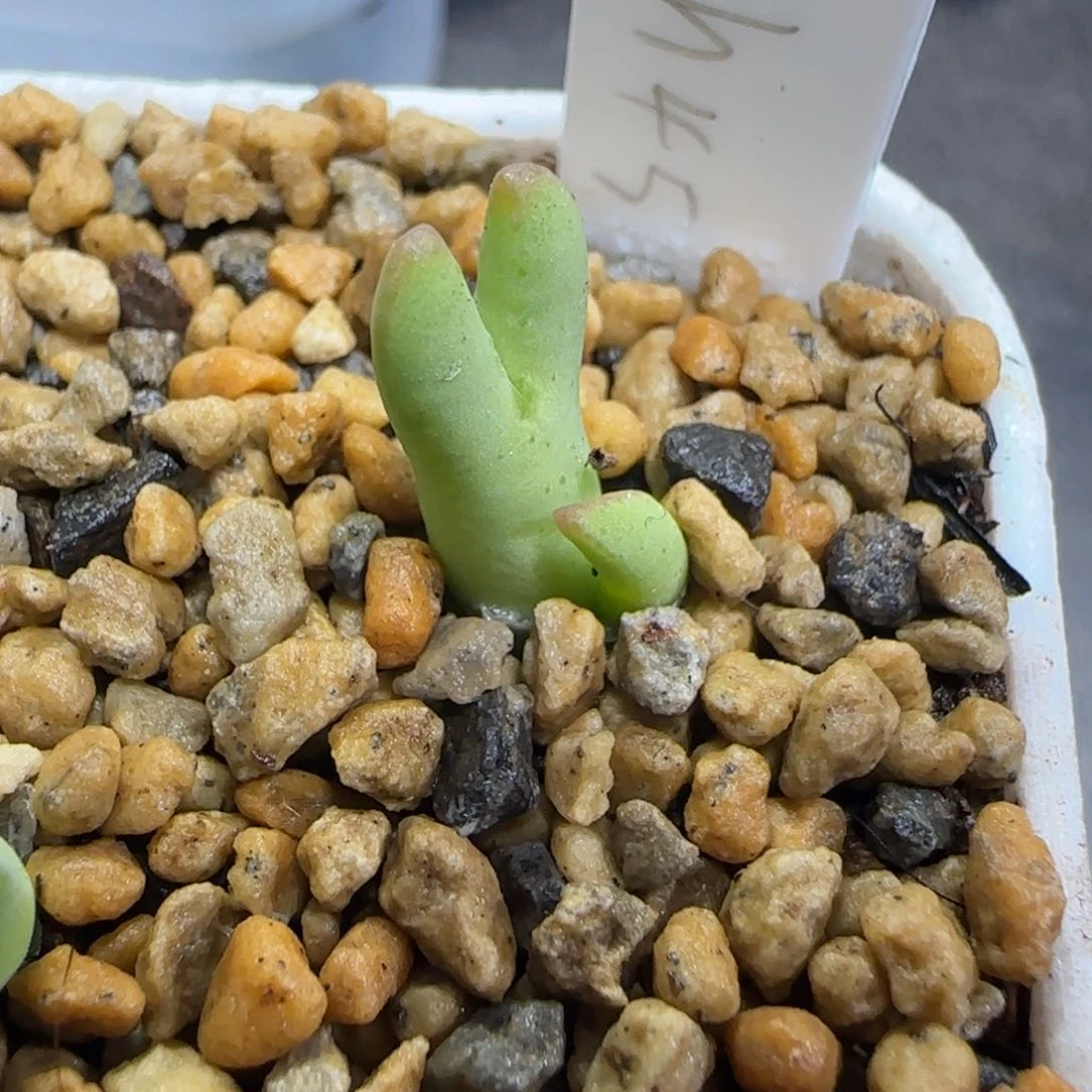 雨**争2.15多肉458皮卡丘71号