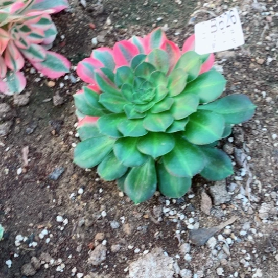 龙**?多肉植物女妖626