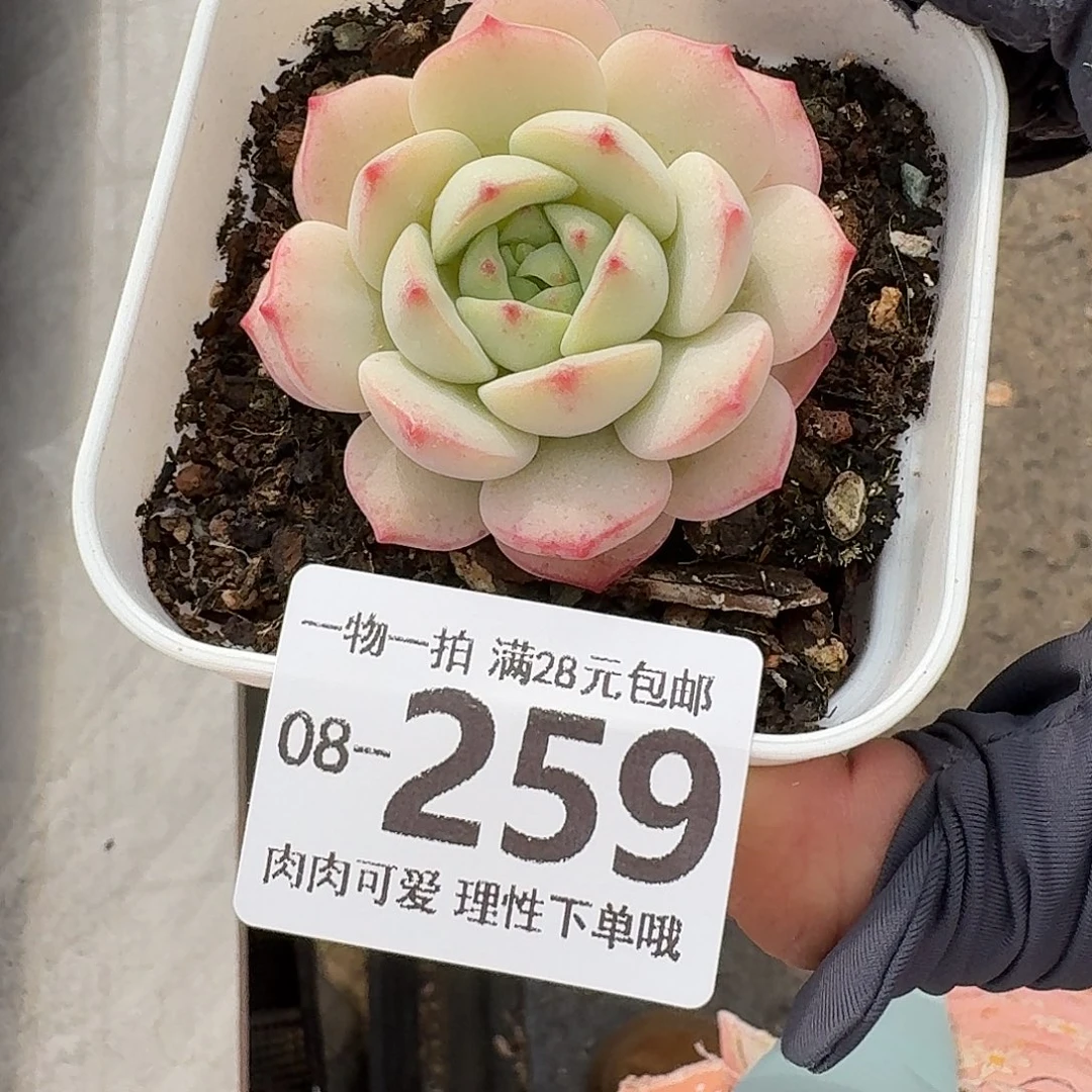 白底香草无盆土发货无
