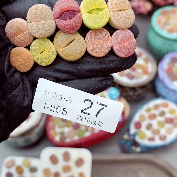 多肉植物生石花5-27