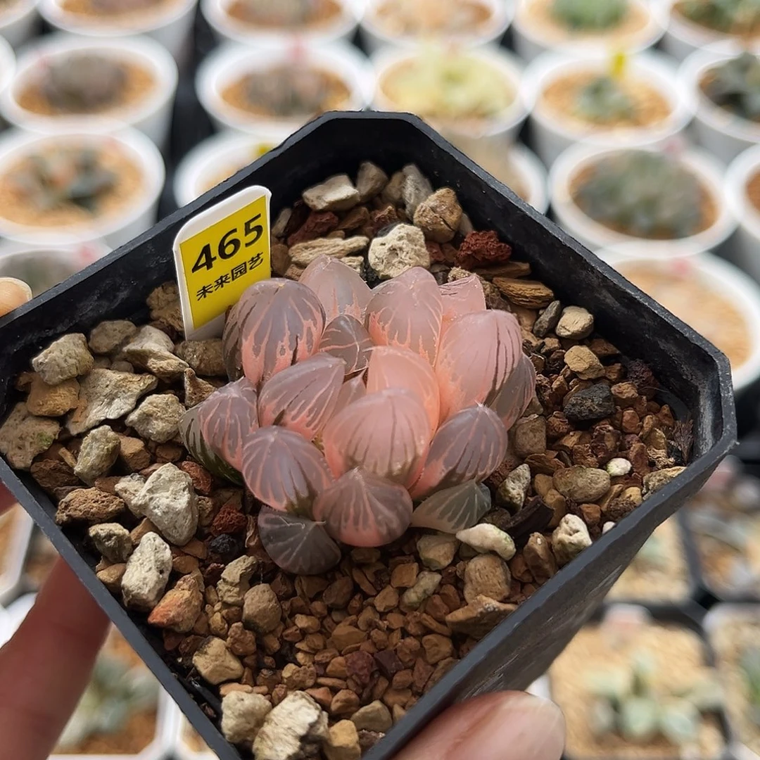 465糊斑霓虹灯玉露锦