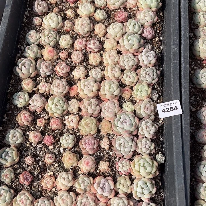 阿雅园艺。       4264一筐