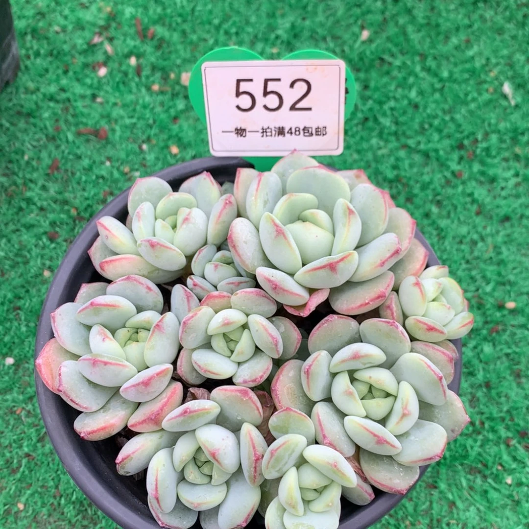 K***K香草老桩平头捧花552
