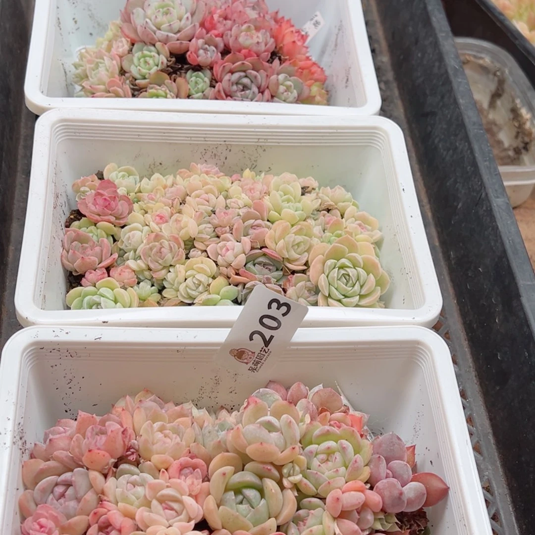 芽*多肉植物多肉植物