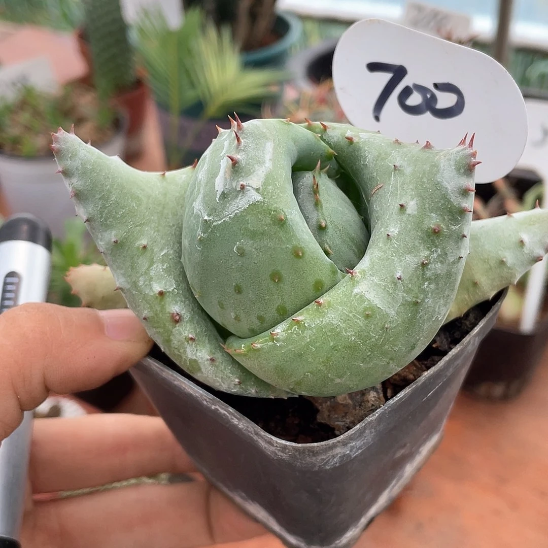 微**阳仙人球一物一拍700