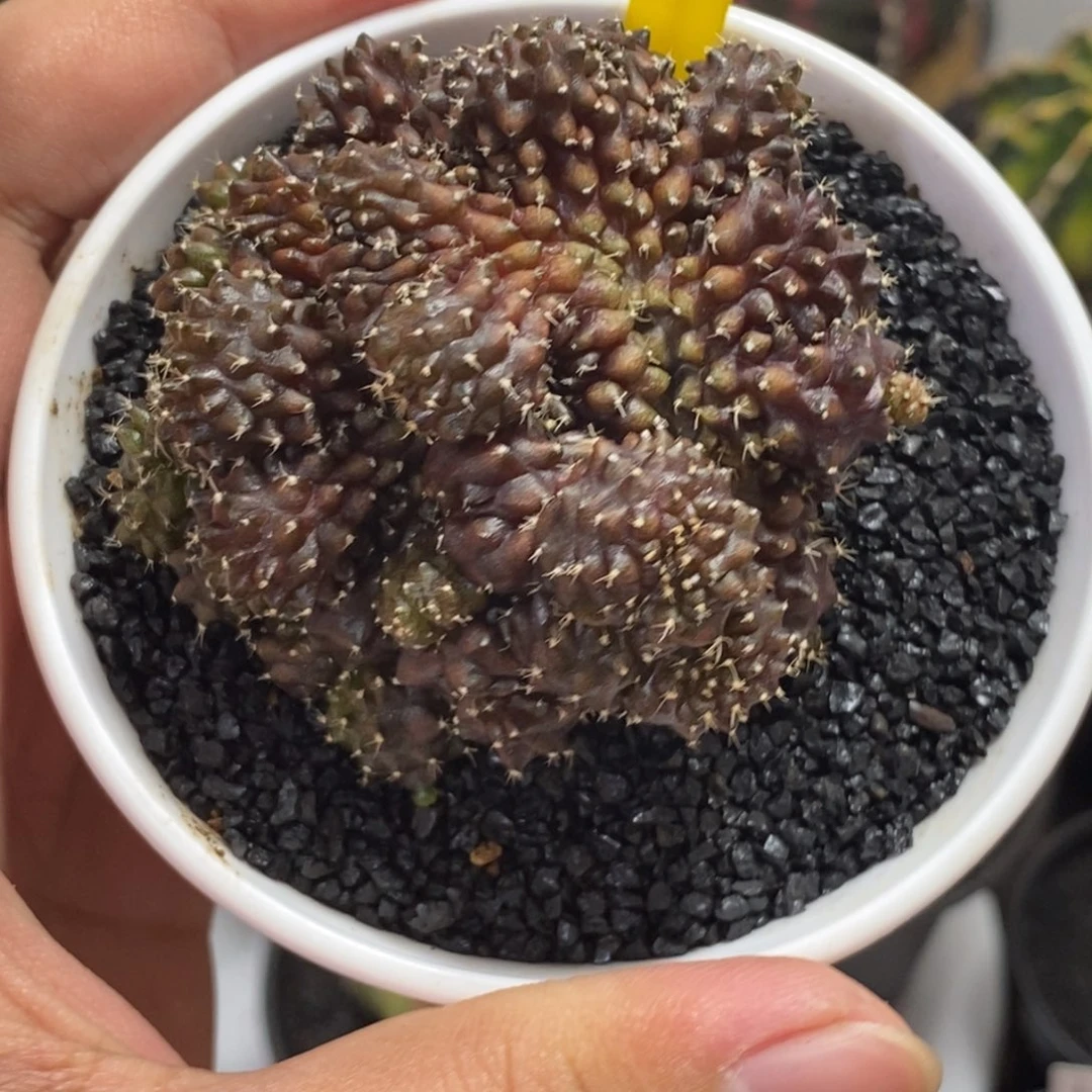 海神缀化—带盆土发货32