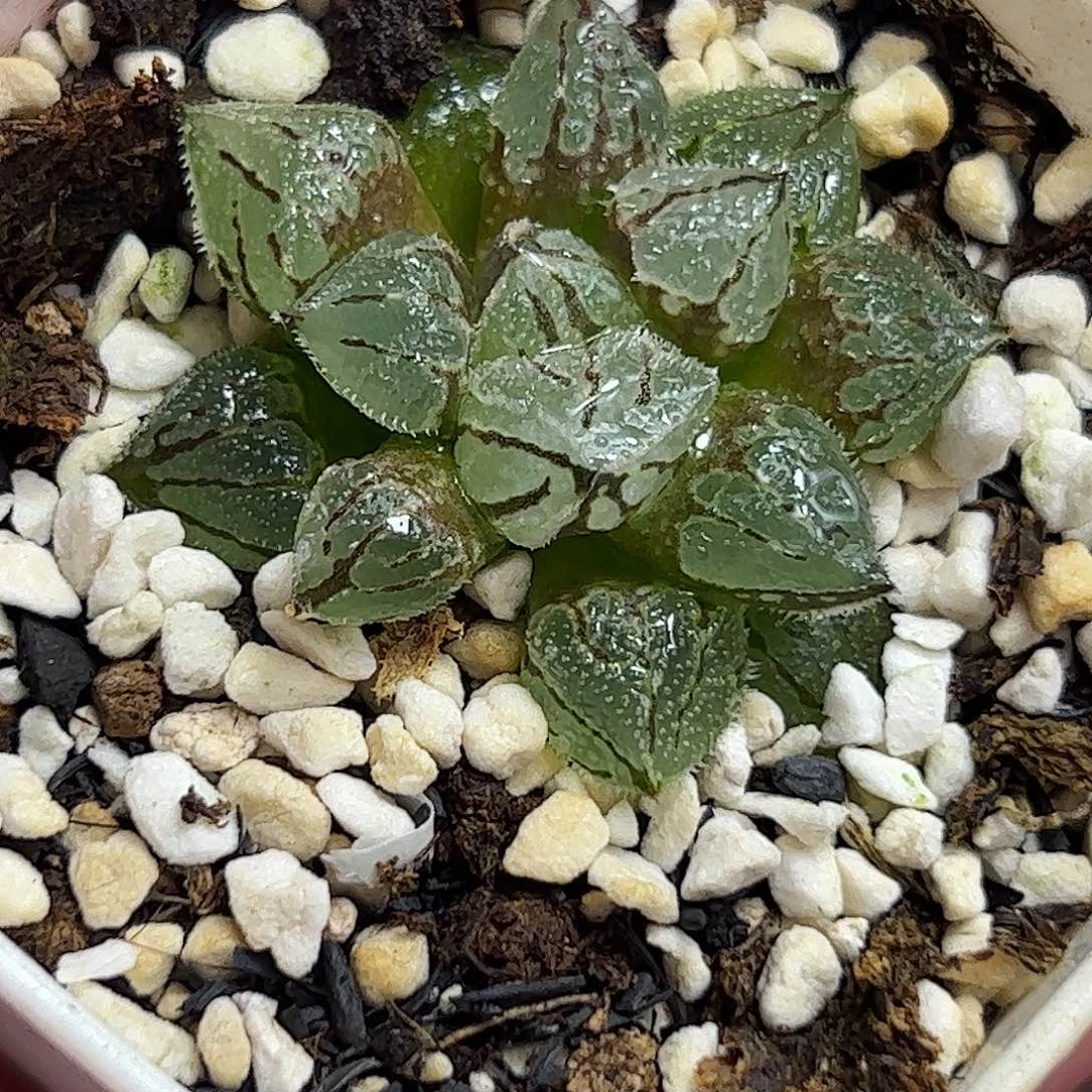 冰魁十二卷多肉植物满