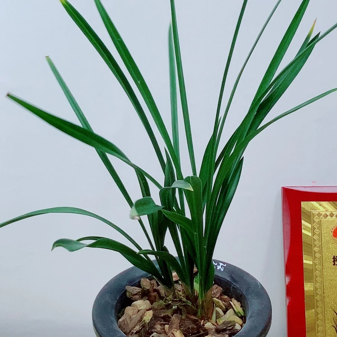 当前无花栽培后可以开花环