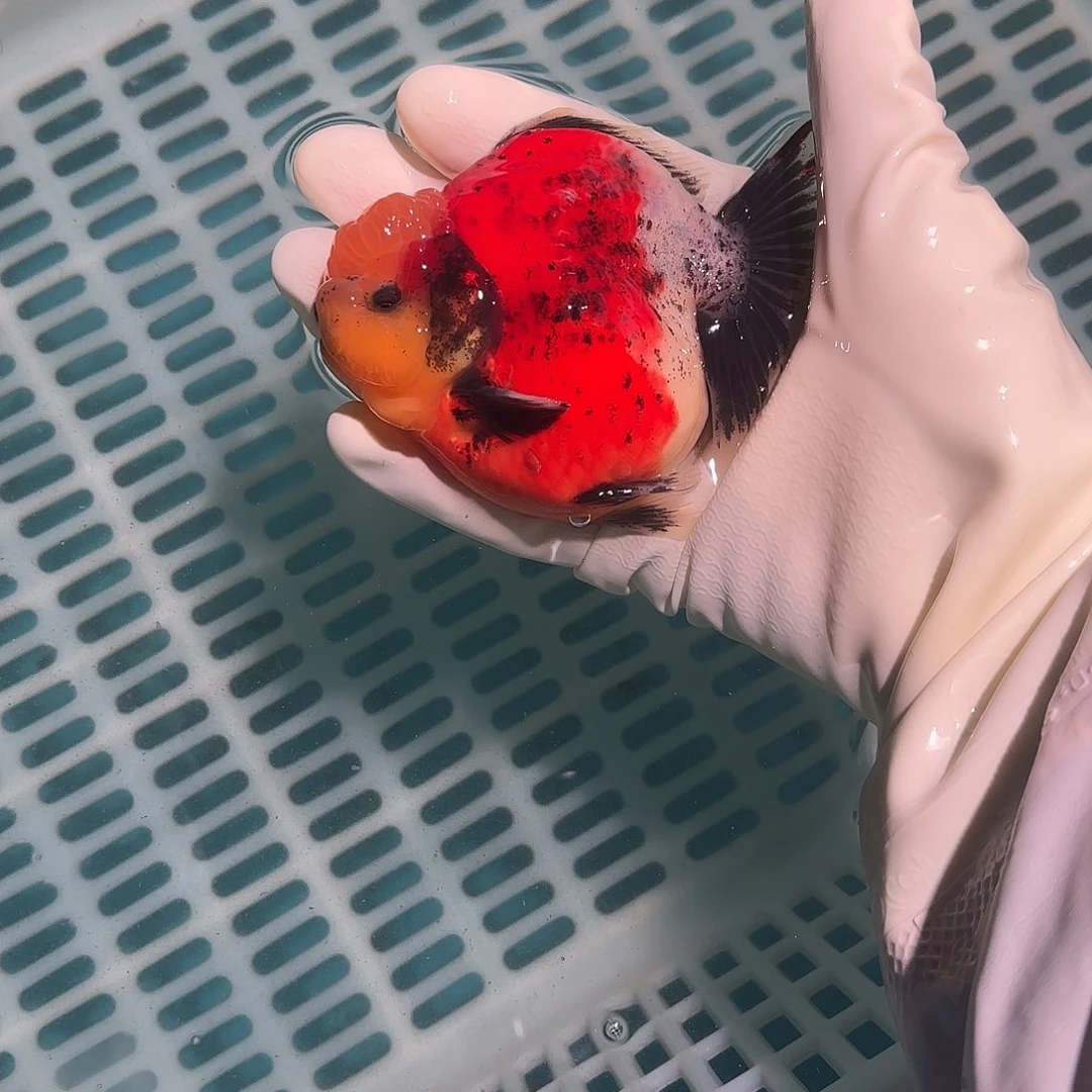 金鱼金鱼1558548855