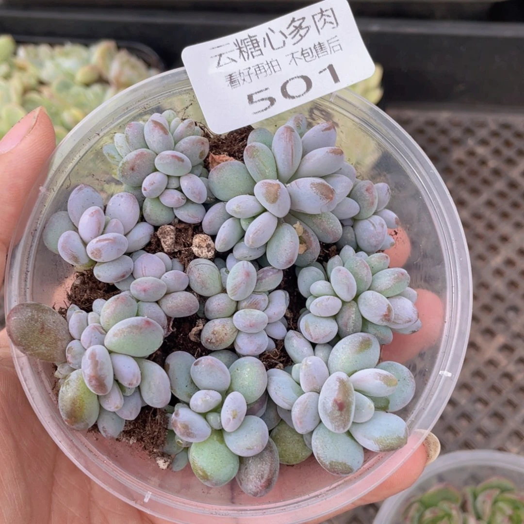 云糖心多肉植物501
