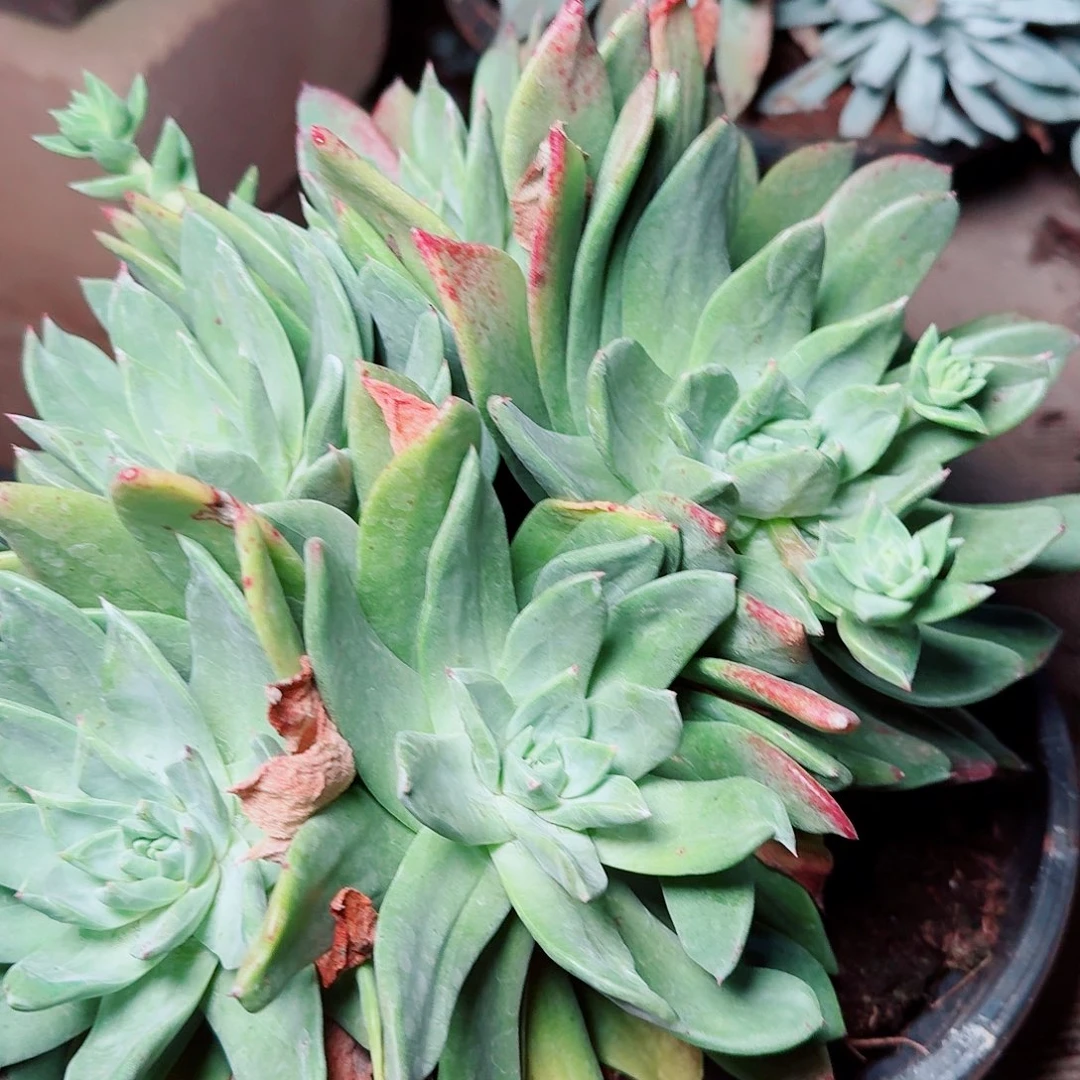 8531绿怕仙女杯多肉