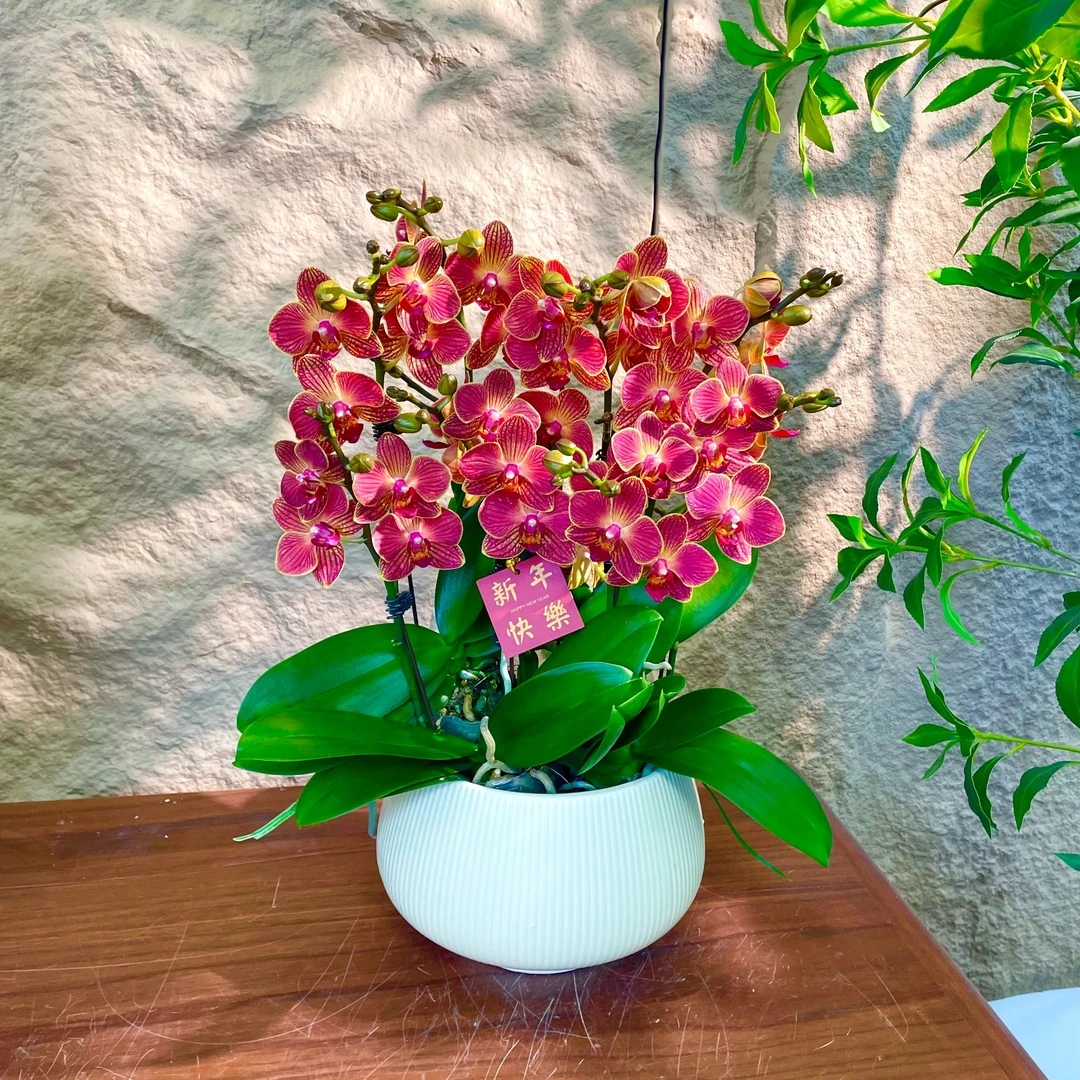 【金元宝-蝴蝶兰】轻奢 中式 禅意 绿植盆栽 送礼 年宵花