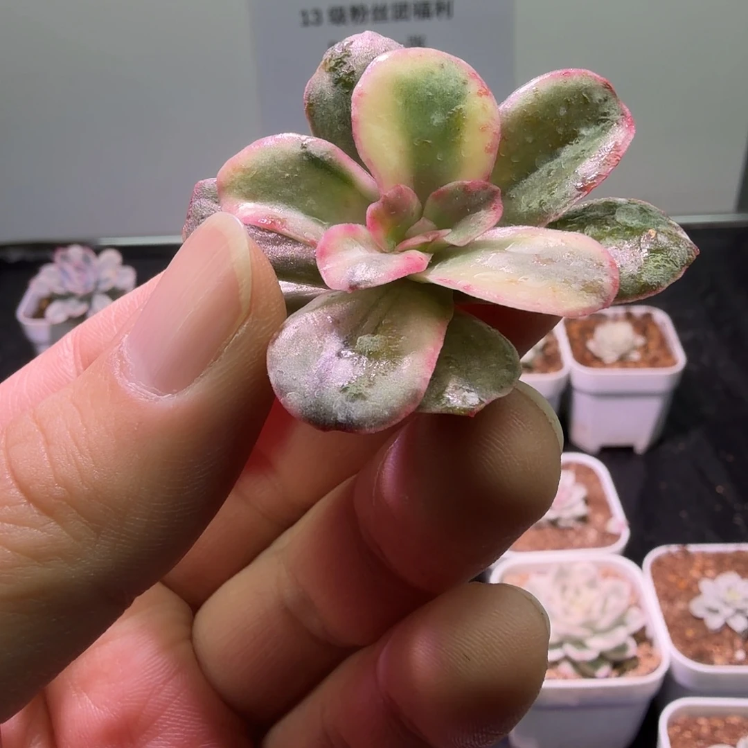 玫瑰之舞锦植物一物一拍