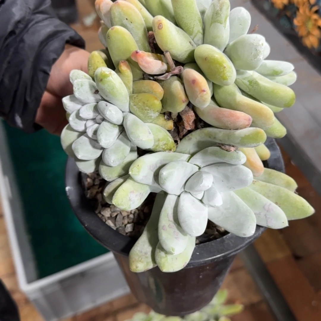 …***…多肉植物仙女杯老桩