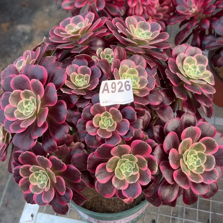 926金丝雀朵朵30厘米左右