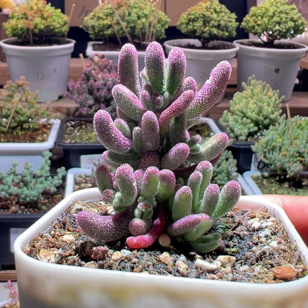 4紫闪光一物一拍包开箱