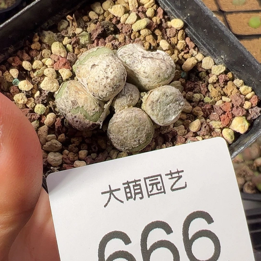 母本青团          666