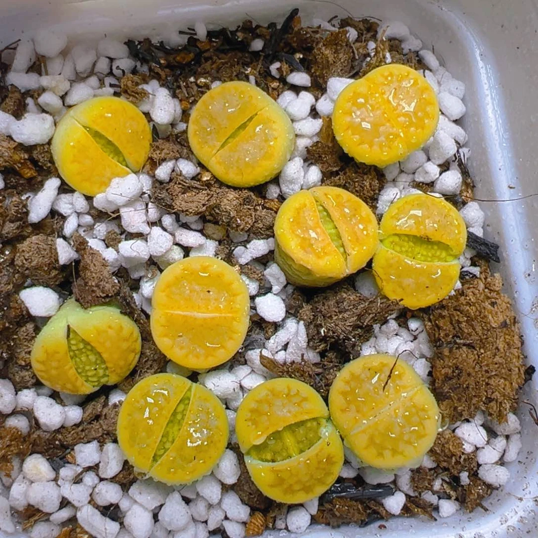 【闪购商品】 552。