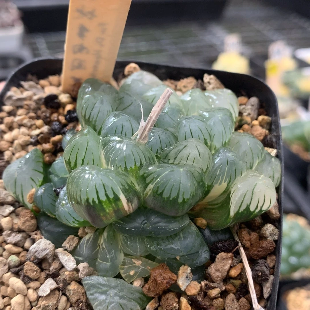 977实生玉露多肉植物