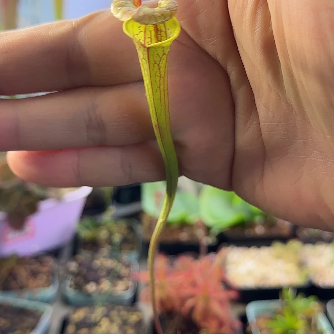 完全开放铜帽华丽黄