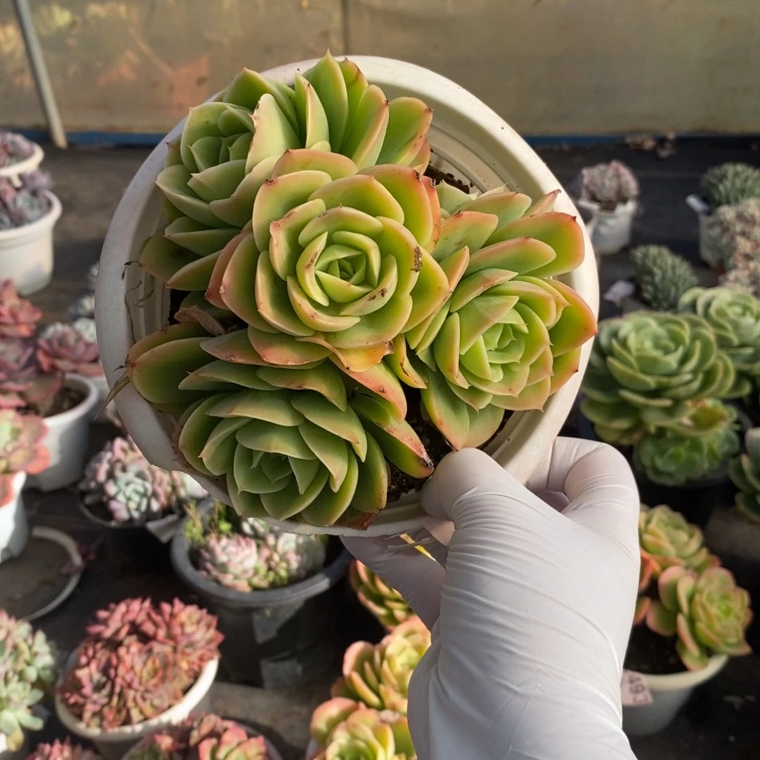 2492星纳塔一物一拍