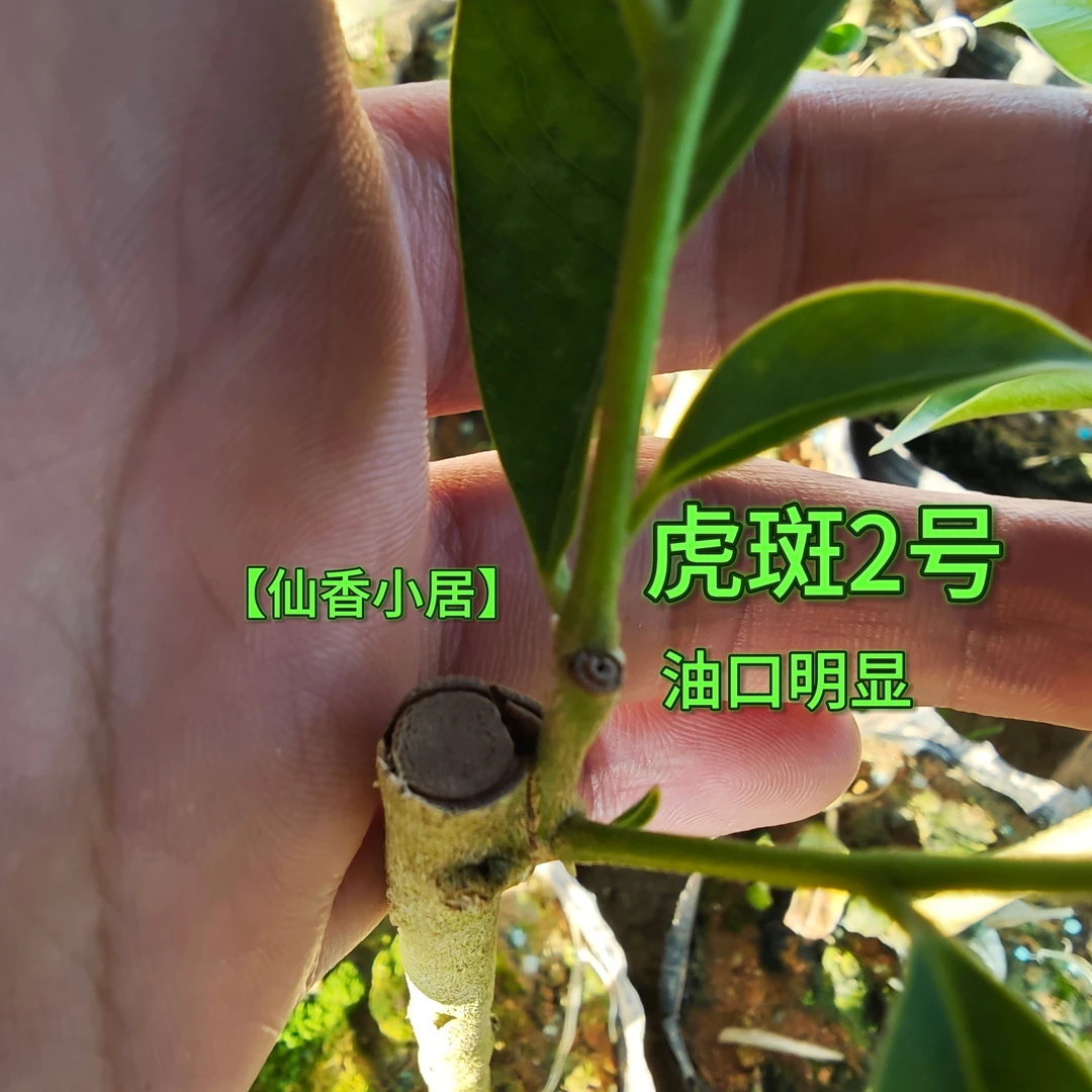 珍稀品种【虎斑2号】奇楠沉香苗纹路藏韵从幼苗开始孕育沉香珍品