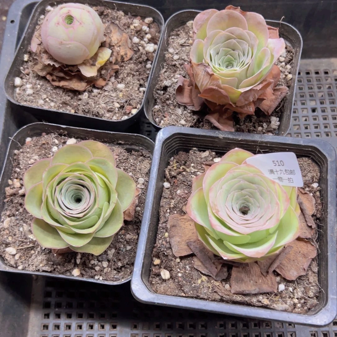 510 侧牙掉了不包损无售后