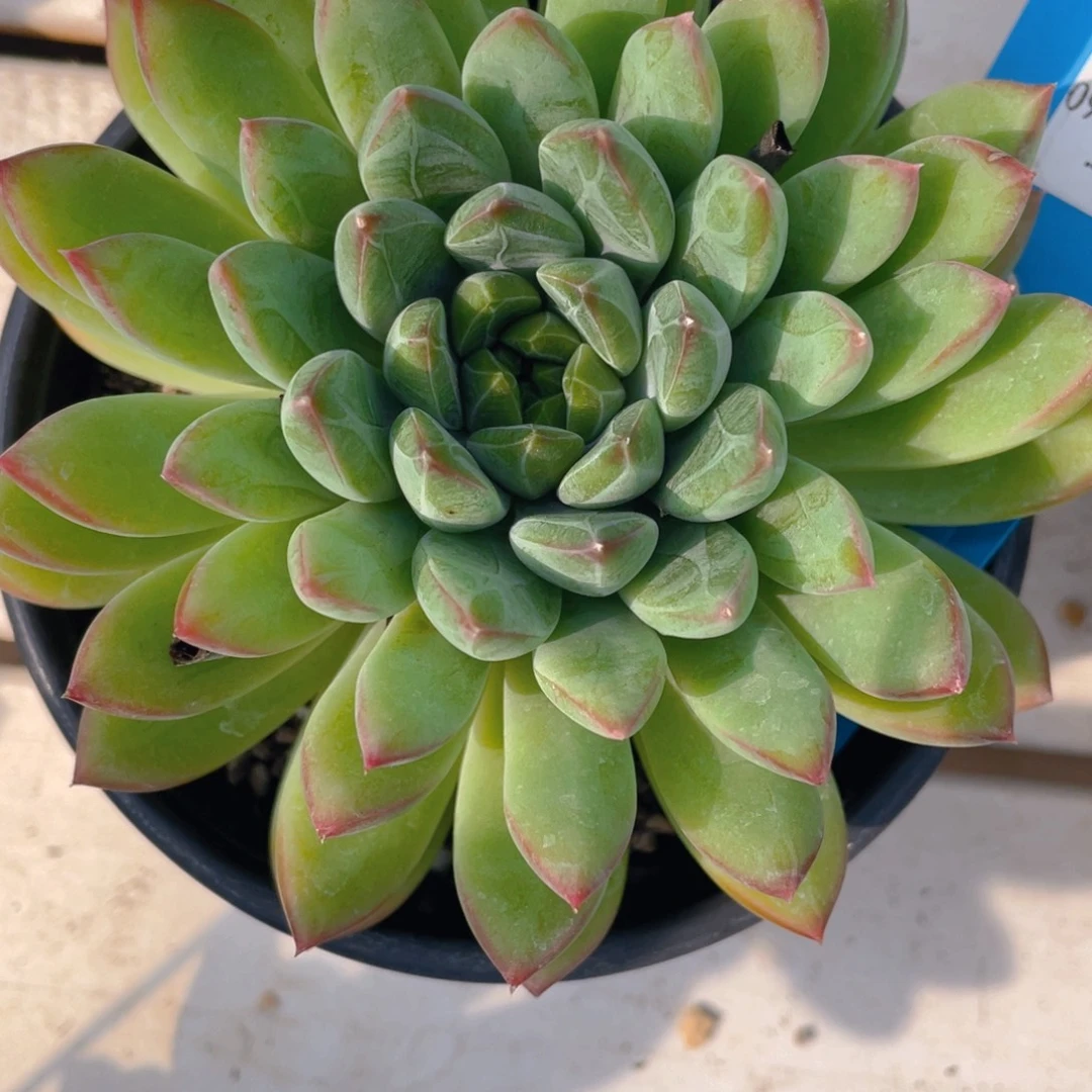 0904-36-幻影美人大单头福利一颗量拍