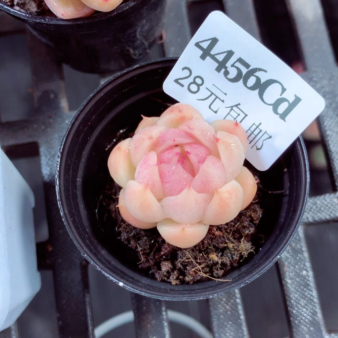 5厘米盆精控多肉4456