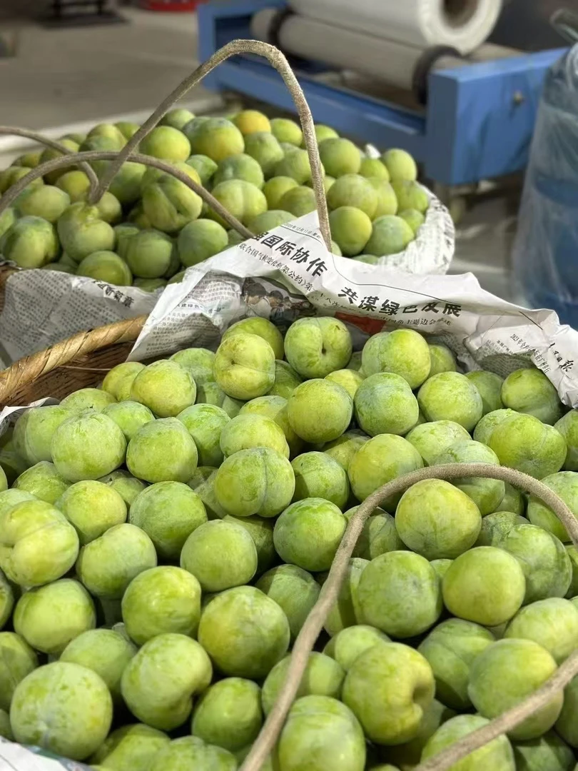 巫山脆李 小果五斤装