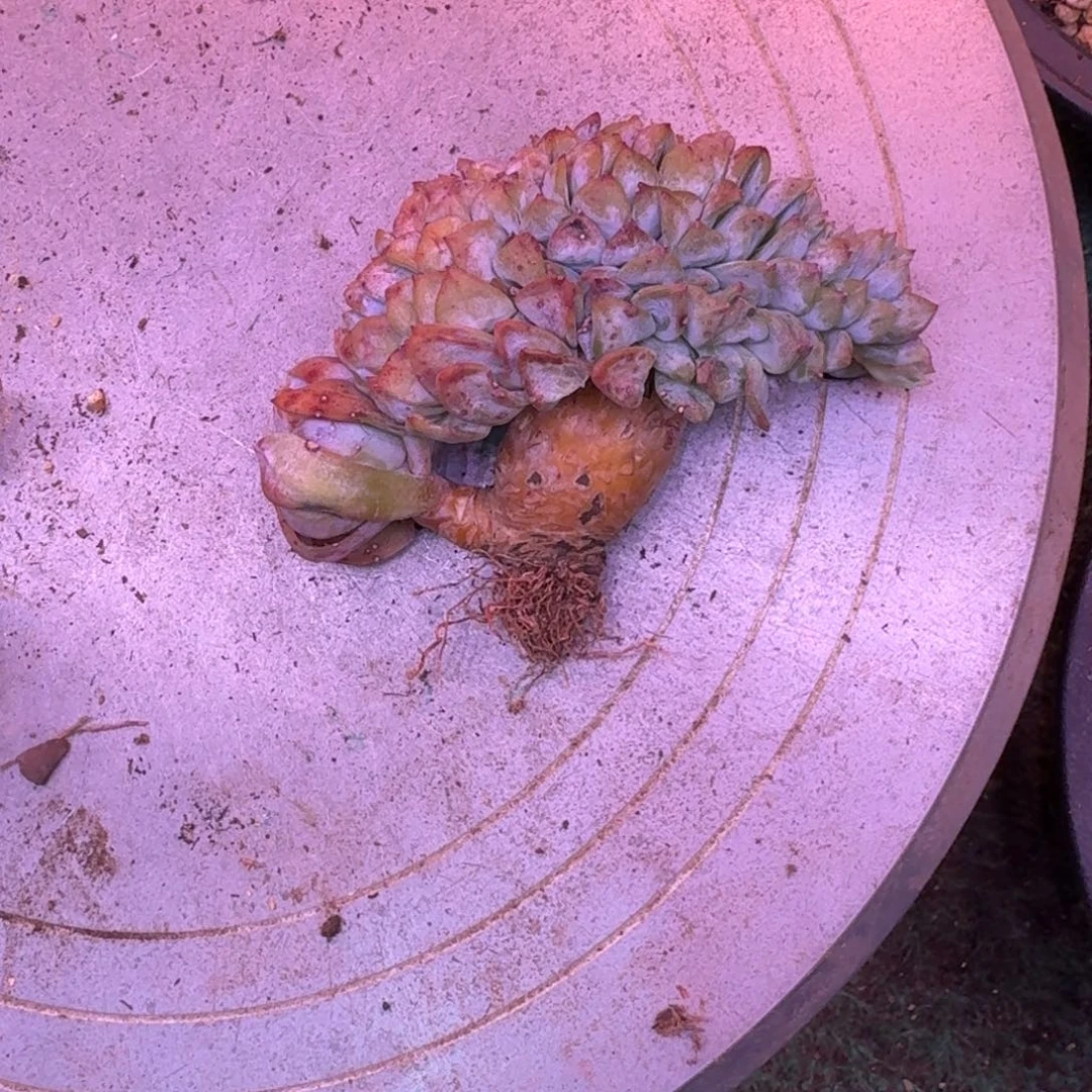 星影树缀无砍多肉