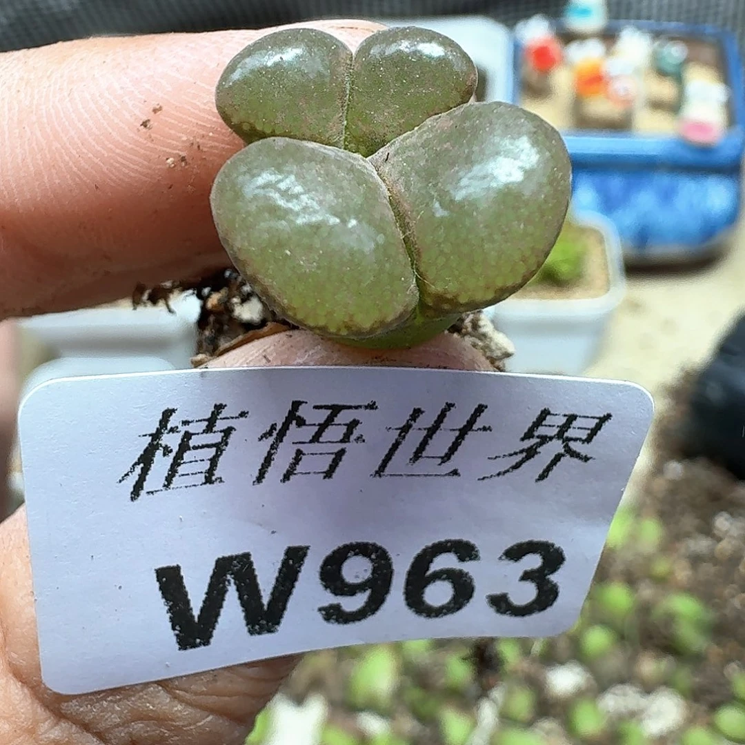 多肉W多肉植物新肉植物哇c