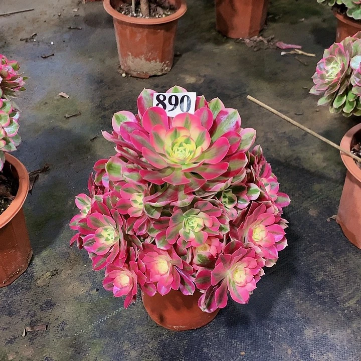 核*夹多肉粉女巫890