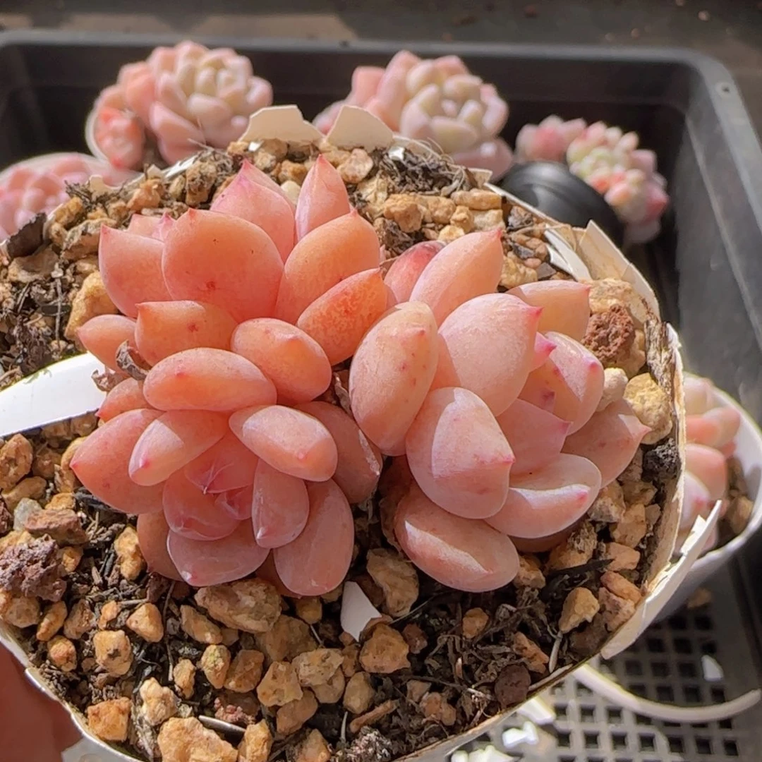 三头趴地雪天使一颗