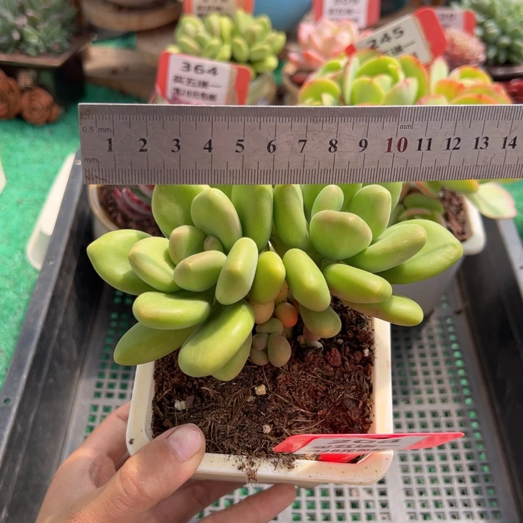 表妹精品多肉植物208.