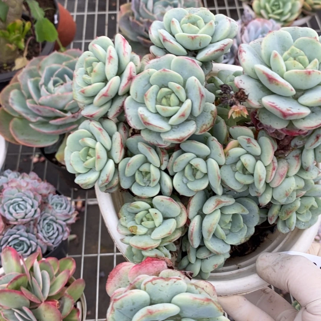 2781香草一物一拍
