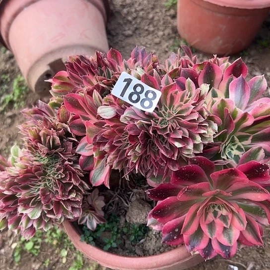 上***兒多肉植物一个女巫188