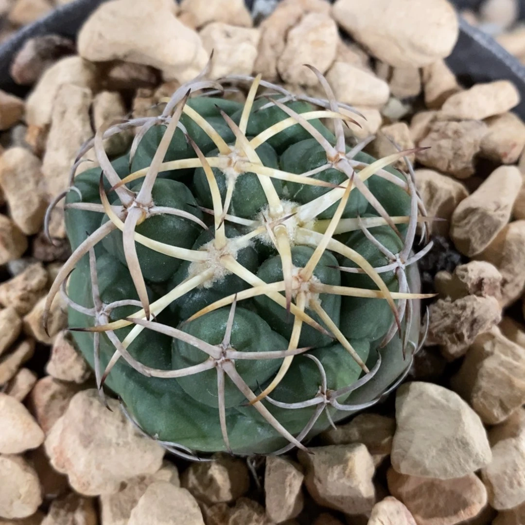仙人球安宅象牙丸4.8cm