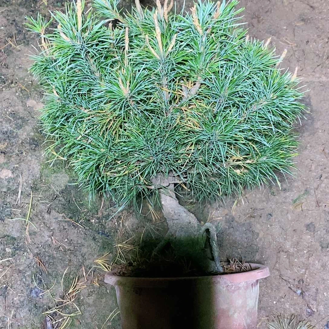 【闪购商品】无花朵小***鱼