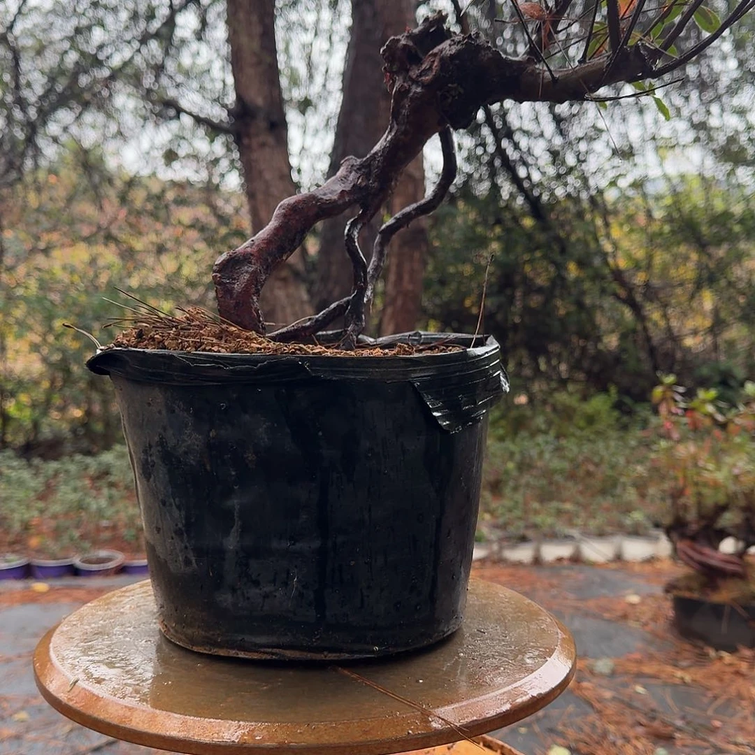 无花朵映山红盆景素材