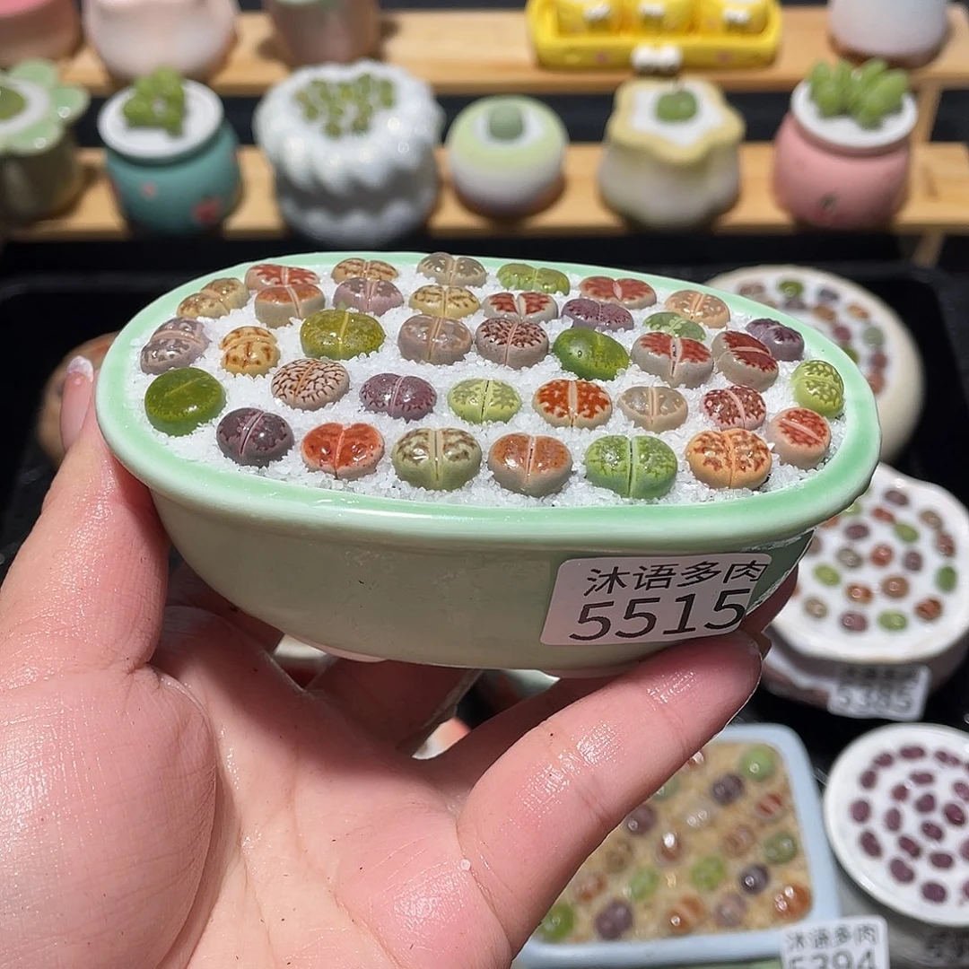 带盆土植物 一物一拍