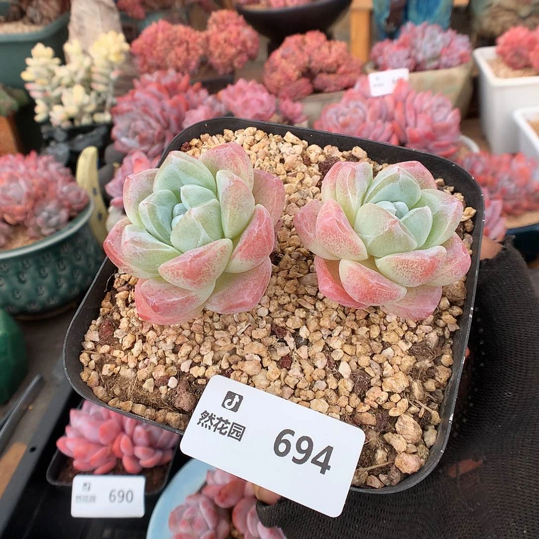 694冰玉多肉植物6666