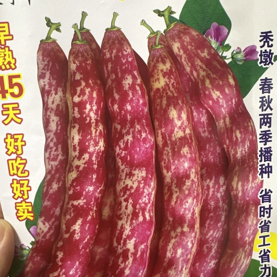春季不用搭架地红金钩豆角种子鼓豆面豆