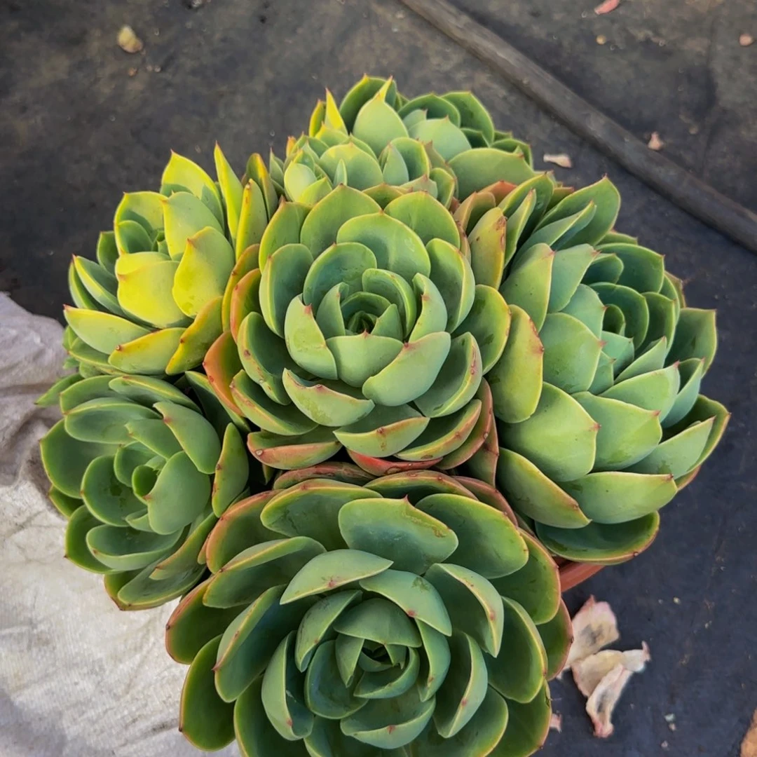 杂交多肉植物000000001