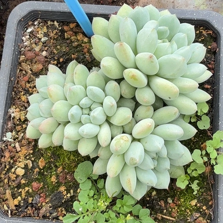明珠一物一拍041.